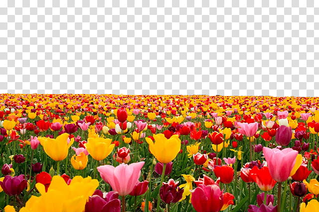 Tulip Flower File Use anywhere, yellow, pink, and red tulip flower field transparent background PNG clipart