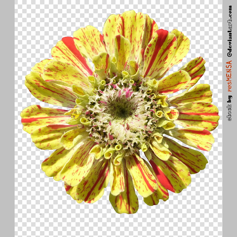 Zinnia mix , yellow petaled flower in bloom transparent background PNG clipart