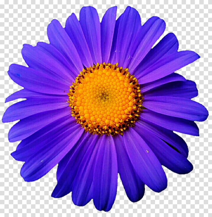 Purple Fall Daisy transparent background PNG clipart