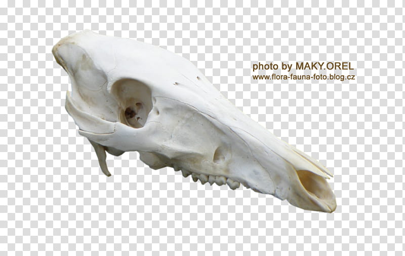 SET Wild boar skull, white animal skull transparent background PNG clipart