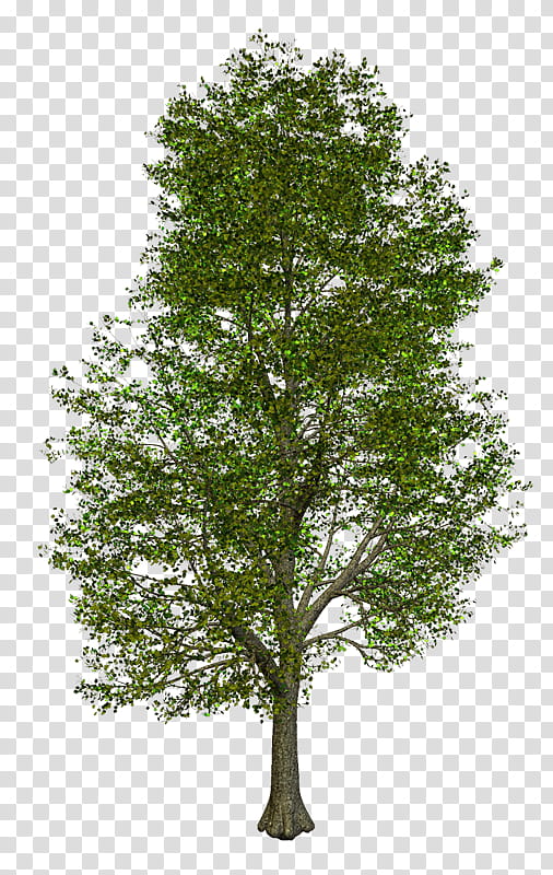 Family Tree, 3D Computer Graphics, Oak, Tree Planting, Rendering, Landscape Architecture, Architectural Rendering, Forest transparent background PNG clipart