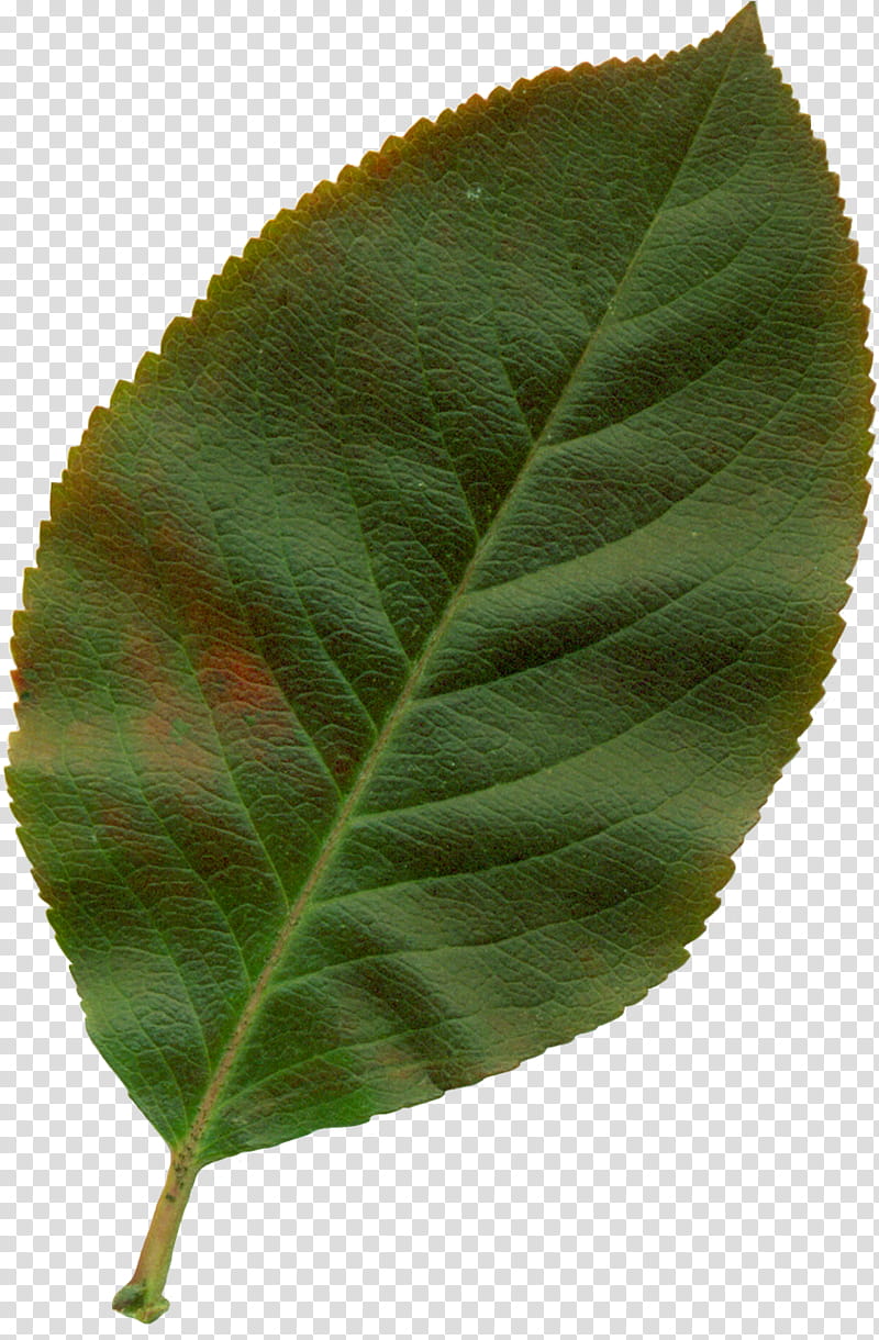Watercolor Leaf, Watercolor Painting, Plant, Plant Pathology, Elm Family transparent background PNG clipart