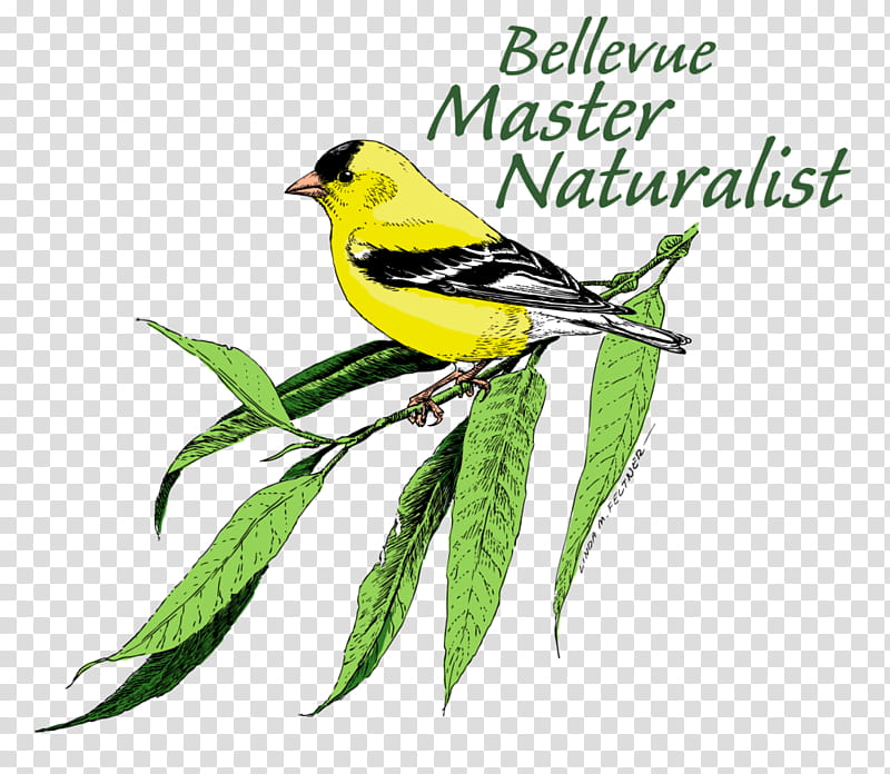 Cartoon Nature, Eurasian Golden Oriole, Finches, Bellevue, Training, Masters Degree, Natural History, American Sparrows transparent background PNG clipart