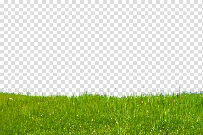 Grass on Hillside , green grass transparent background PNG clipart