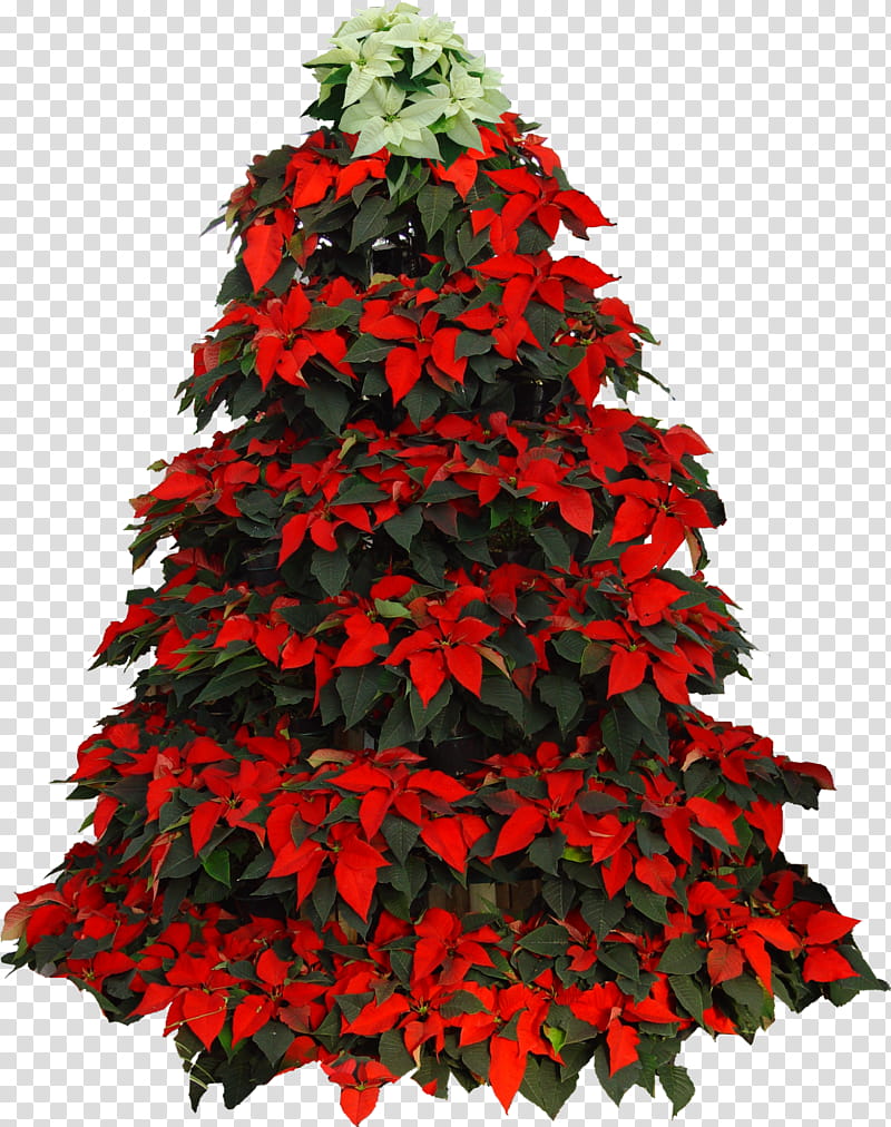 Christmas tree, Christmas Day, Poinsettia, Christmas Decoration, Christmas Ornament, Rudolph, Mrs Claus, Santa Claus transparent background PNG clipart