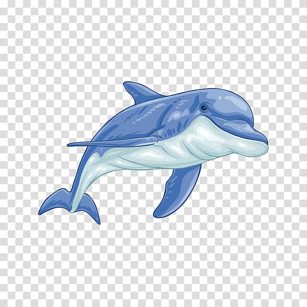 Whale, Shortbeaked Common Dolphin, Wholphin, Sticker, Vinyl Group, Phonograph Record, Rissos Dolphin, Longbeaked Common Dolphin transparent background PNG clipart