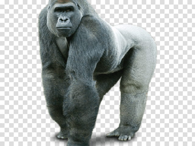 Monkey, Drawing, Western Lowland Gorilla, Snout, Statue, Fur, Animal Figure transparent background PNG clipart