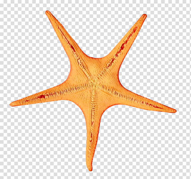 Star, Starfish, Whitespotted Puffer, Aquarium, Orange transparent background PNG clipart