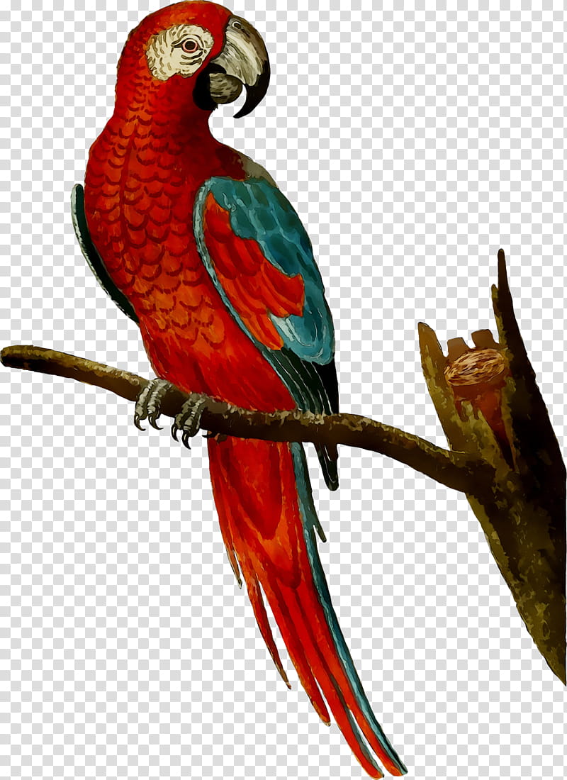 Bird Parrot, Macaw, Amazon Parrot, Mug, Cockatiel, Red, Loriini, Pet transparent background PNG clipart