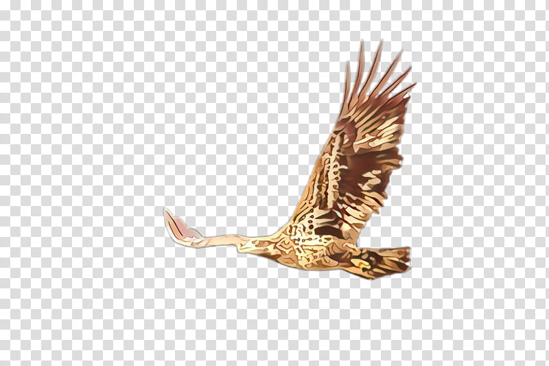 golden eagle eagle bird accipitridae bird of prey, Northern Harrier, Hawk, Kite, Osprey transparent background PNG clipart