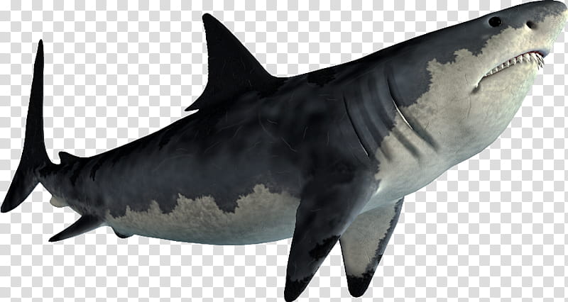 Great White Shark, Hungry Shark Evolution, Shark Jaws, Sand Sharks, Tiger Shark, Requiem Sharks, Silvertip Shark, Bull Shark transparent background PNG clipart