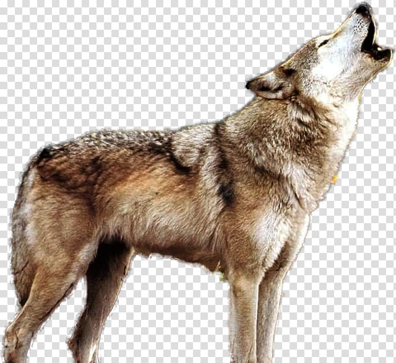 Wolf Drawing, Coyote, Pack, Silhouette, Aullido, Mammal, Vertebrate, Canidae transparent background PNG clipart