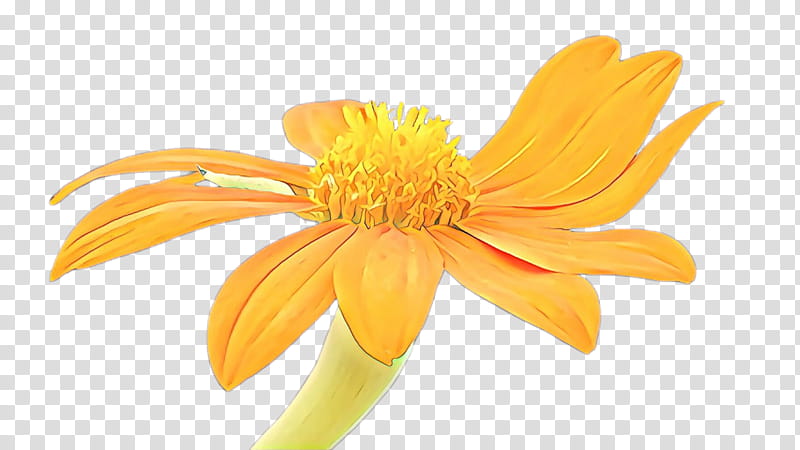 Orange, Yellow, Petal, Flower, Plant, Gerbera, Euryops Pectinatus, Closeup transparent background PNG clipart