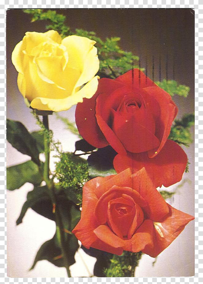 SET Postcards part, two red and yellow rose flowers transparent background PNG clipart