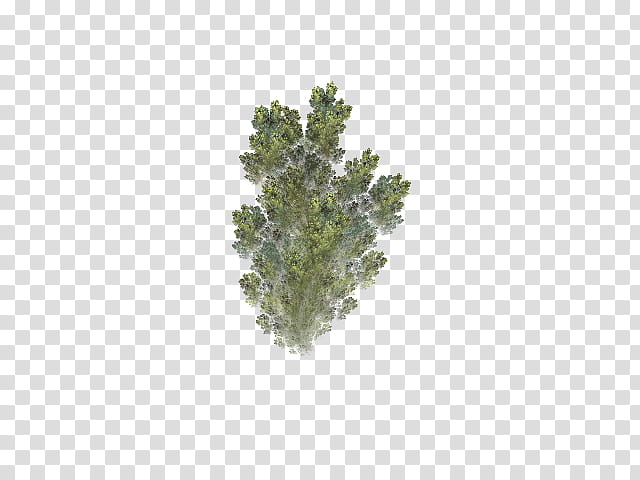 Aquatic Plants in, green leafed tree transparent background PNG clipart