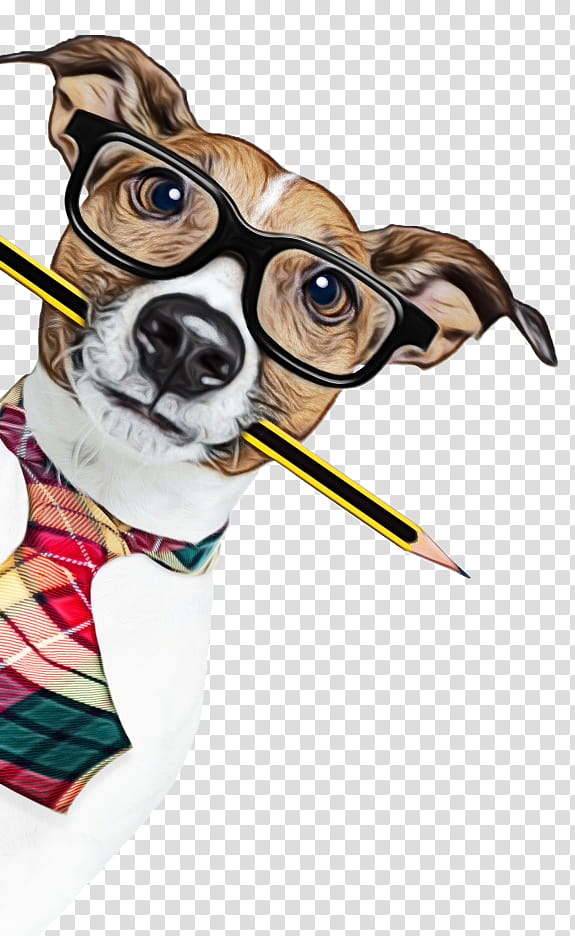 Dog And Cat, Italian Greyhound, Bengal Cat, Glasses, Breed, Leash, Pet, Day transparent background PNG clipart