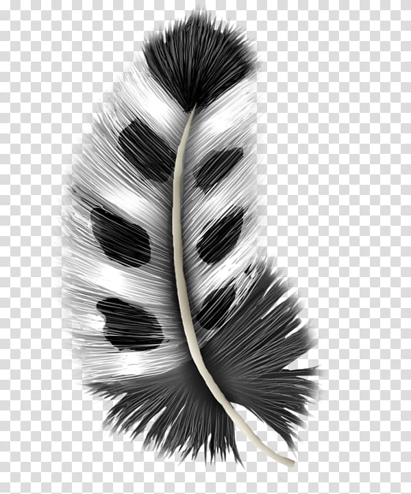 White Brush, Grey, Feather, Black And White
, Eyelash, Fur transparent background PNG clipart