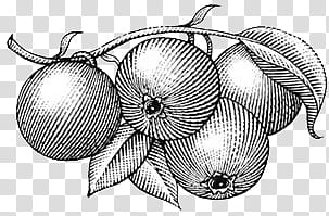 B and W, fruits with leaves sketch transparent background PNG clipart