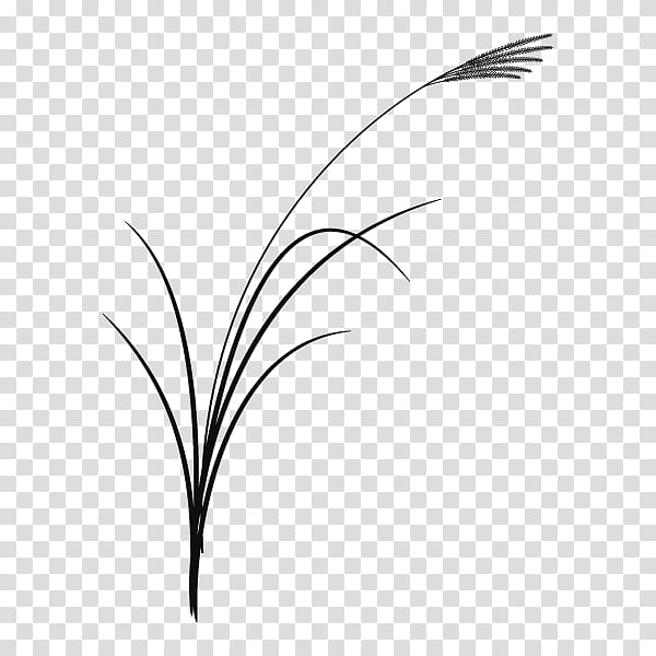 Family Tree, Twig, Grasses, Plant Stem, Leaf, Computer, Black And White
, Flora transparent background PNG clipart