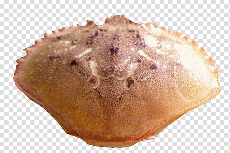 Tan Crab Shell transparent background PNG clipart