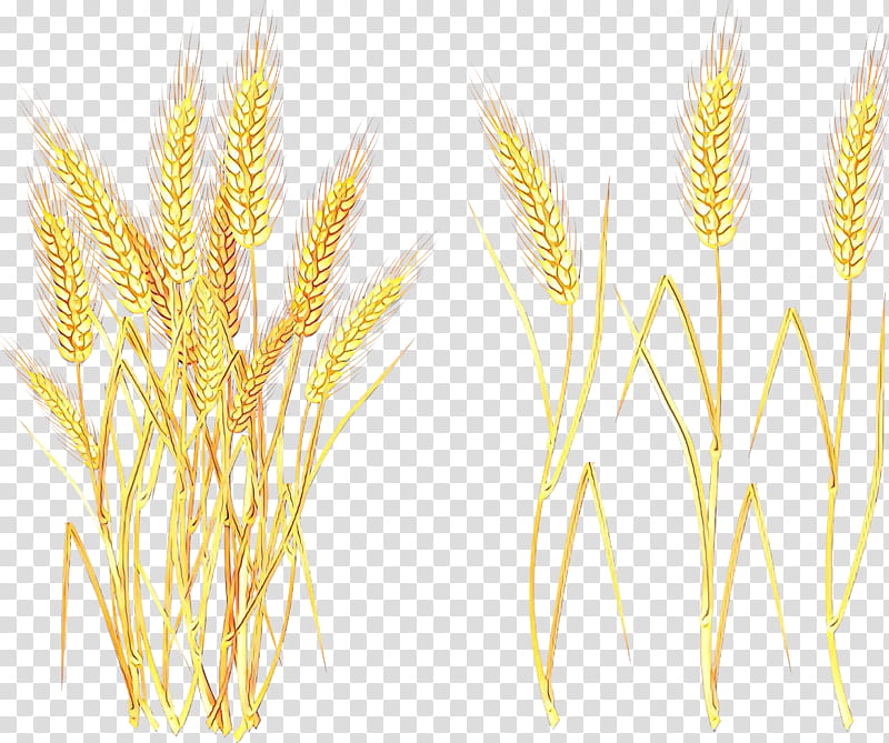 Wheat, Barley, Emmer, Spelt, Cereal, Einkorn Wheat, Grain, Rye transparent background PNG clipart