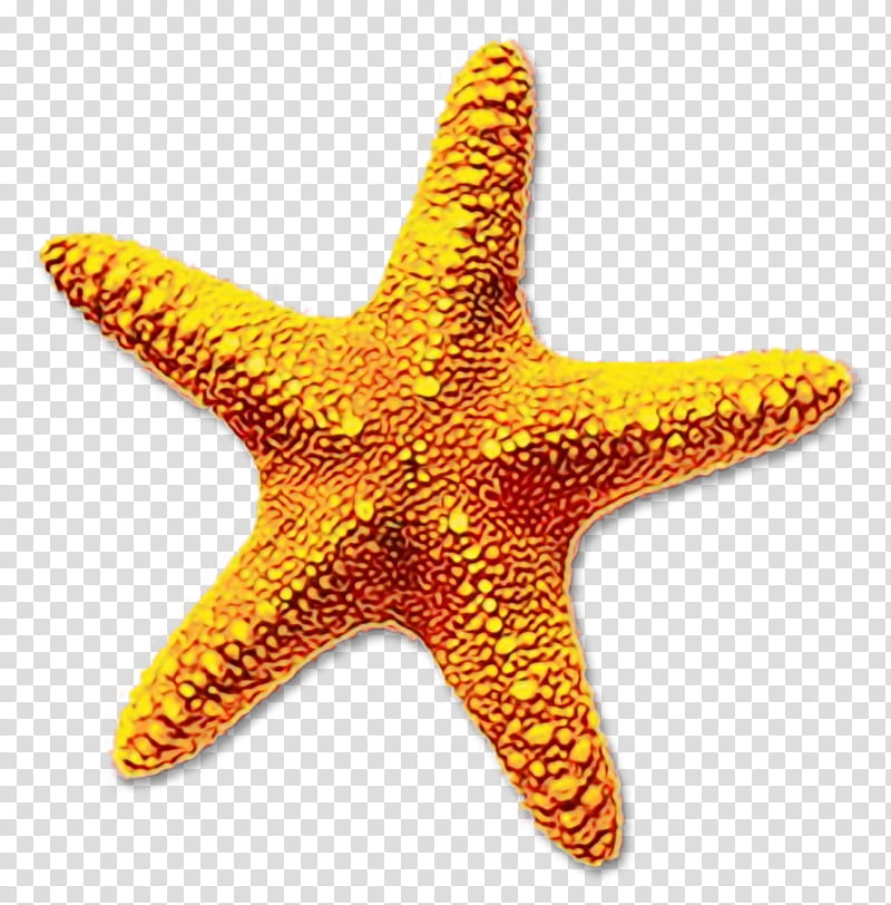 Summer Background Design, Starfish, Drawing, Web Design transparent background PNG clipart