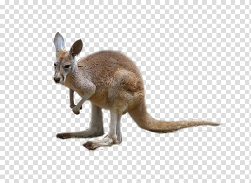 joey, brown kangaroo transparent background PNG clipart