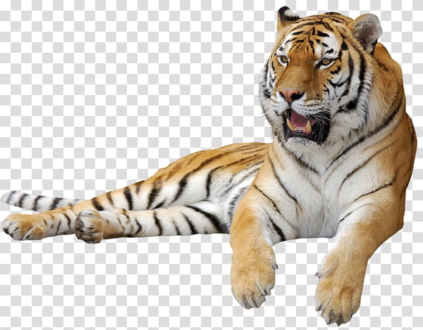 Kool Tiger, tiger animal transparent background PNG clipart