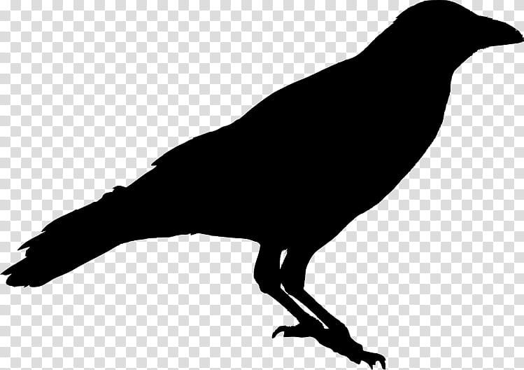 Bird Silhouette, Crow, American Crow, Common Raven, Carrion Crow, Drawing, Crows, Beak transparent background PNG clipart