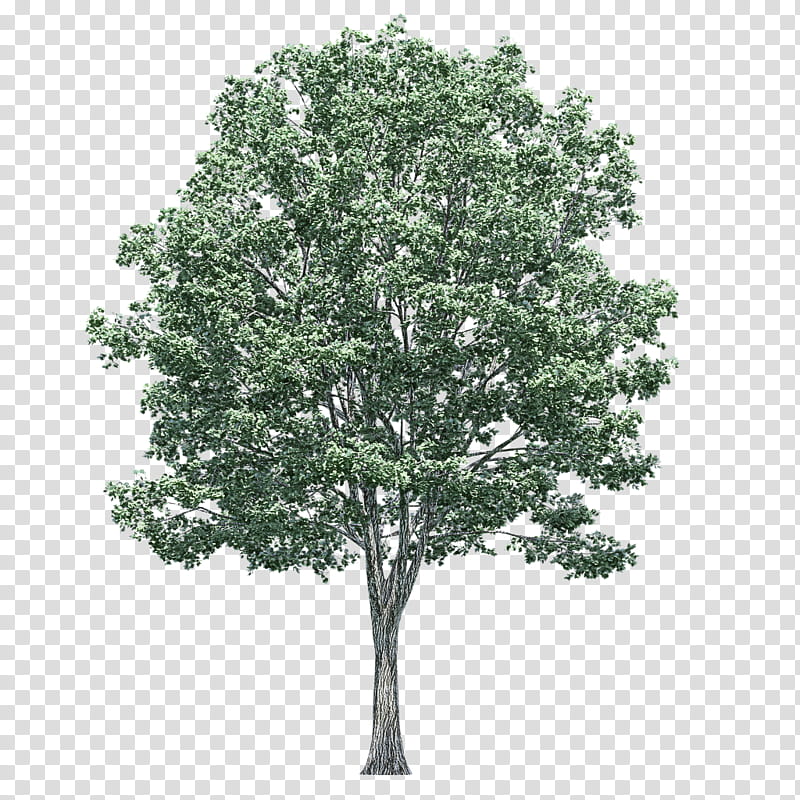 Plane, Tree, Plant, Woody Plant, Leaf, Flower, Birch, Oak transparent background PNG clipart