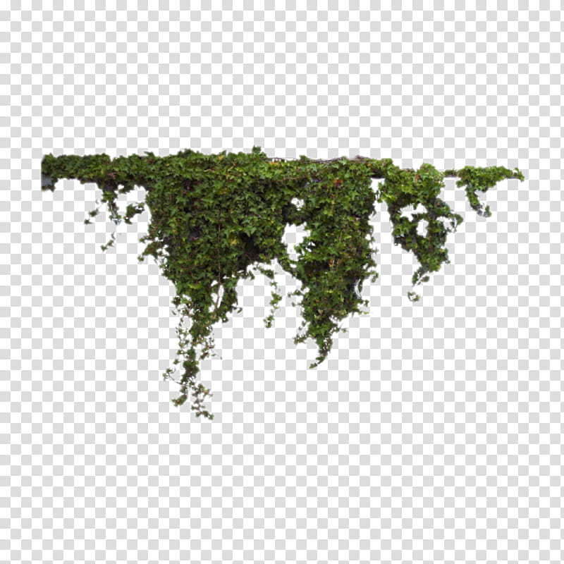 Green Grass, Common Ivy, Architecture, Vine, Rendering, Shrub, Plants, Leaf transparent background PNG clipart