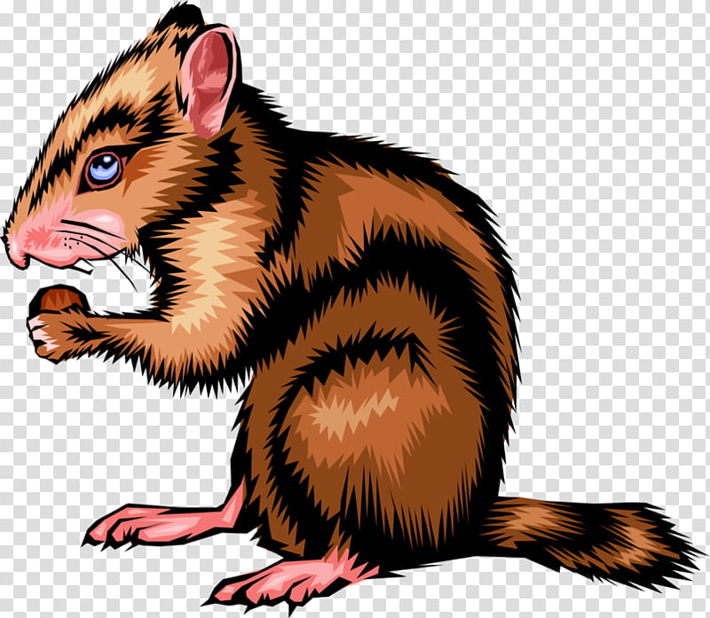 Squirrel, Ferret, Chipmunk, Windows Metafile, Tail, Eastern Chipmunk, Striped Skunk, Wildlife transparent background PNG clipart