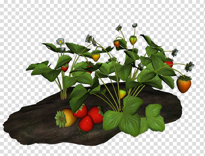 Floral Plant, Strawberry, Leaf, Berries, Shrub, Flower, Basket, Bucket transparent background PNG clipart