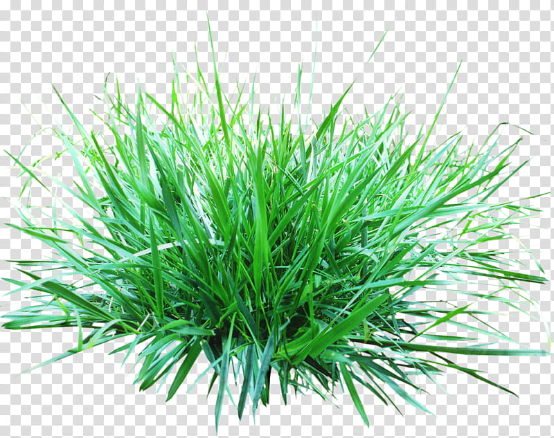 Green Grass, Lawn, Grasses, Fountain Grass, Plant, Grass Family, Red Pine, Chives transparent background PNG clipart