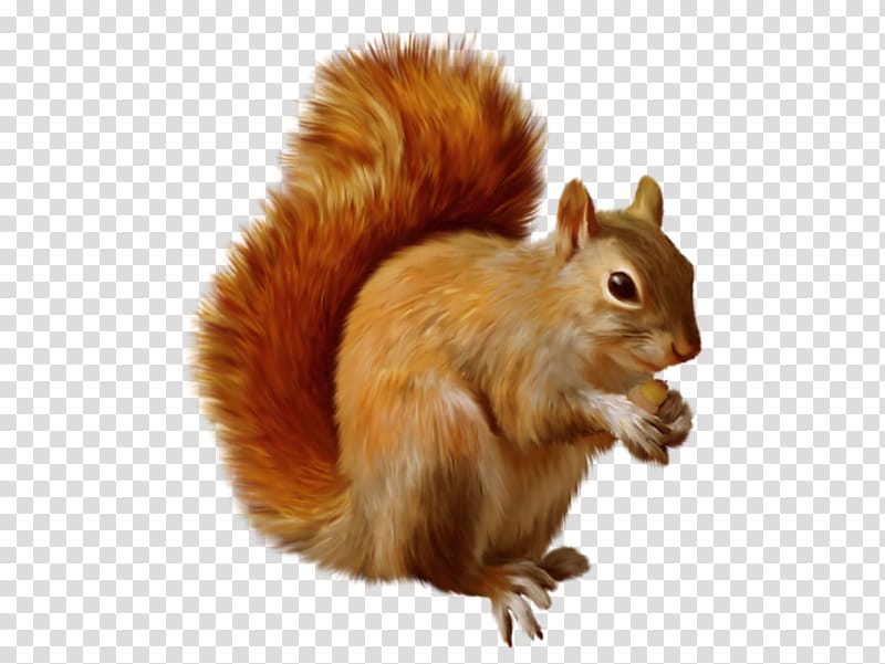 Squirrel, Chipmunk, Tree Squirrel, American Red Squirrel, Fox Squirrel, Eastern Gray Squirrel, Sciurinae, Black Squirrel transparent background PNG clipart