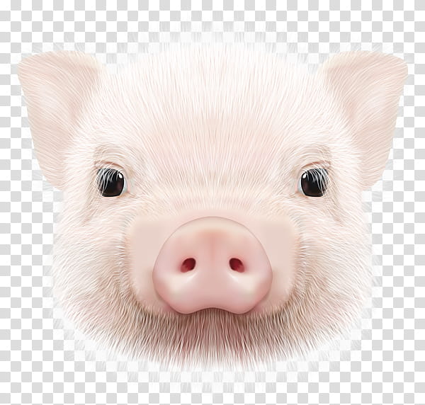 Calendar, Pig, Animal, Snout, 2018, Art Museum, 2019, Nose transparent background PNG clipart