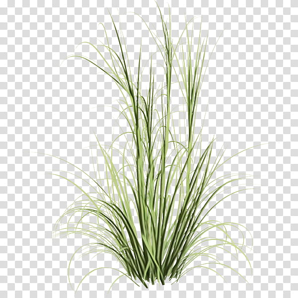 Grass, Sweet Grass, Fountaingrasses, Lawn, Ornamental Grass, Plants, Landscape Architecture, Herbaceous Plant transparent background PNG clipart