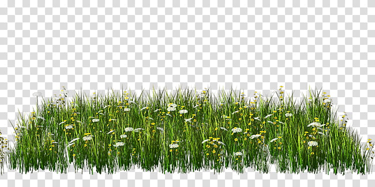 Family Tree, Flower, Plants, Grass, Grass Family, Wheatgrass, Commodity, Sweet Grass transparent background PNG clipart