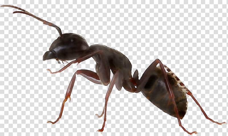 Ant, Carpenter Ant, Termite, Insect, Pest, Weevil, Aerosol Spray, Zareba Systems Inc transparent background PNG clipart