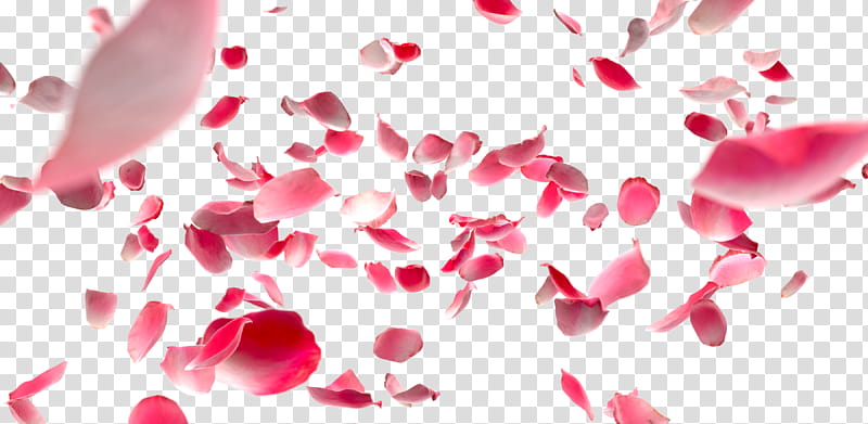 Rose Petals, pink petal of flowers transparent background PNG clipart