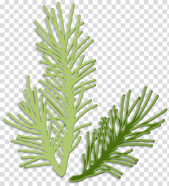 yellow fir shortleaf black spruce canadian fir oregon pine jack pine, Watercolor, Paint, Wet Ink, Colorado Spruce, Plant, Lodgepole Pine, White Pine transparent background PNG clipart