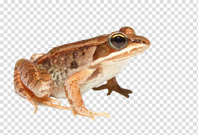 Pond, Frog, Amphibians, Common Frog, Edible Frog, Wood Frog, Lithobates Clamitans, Toad transparent background PNG clipart