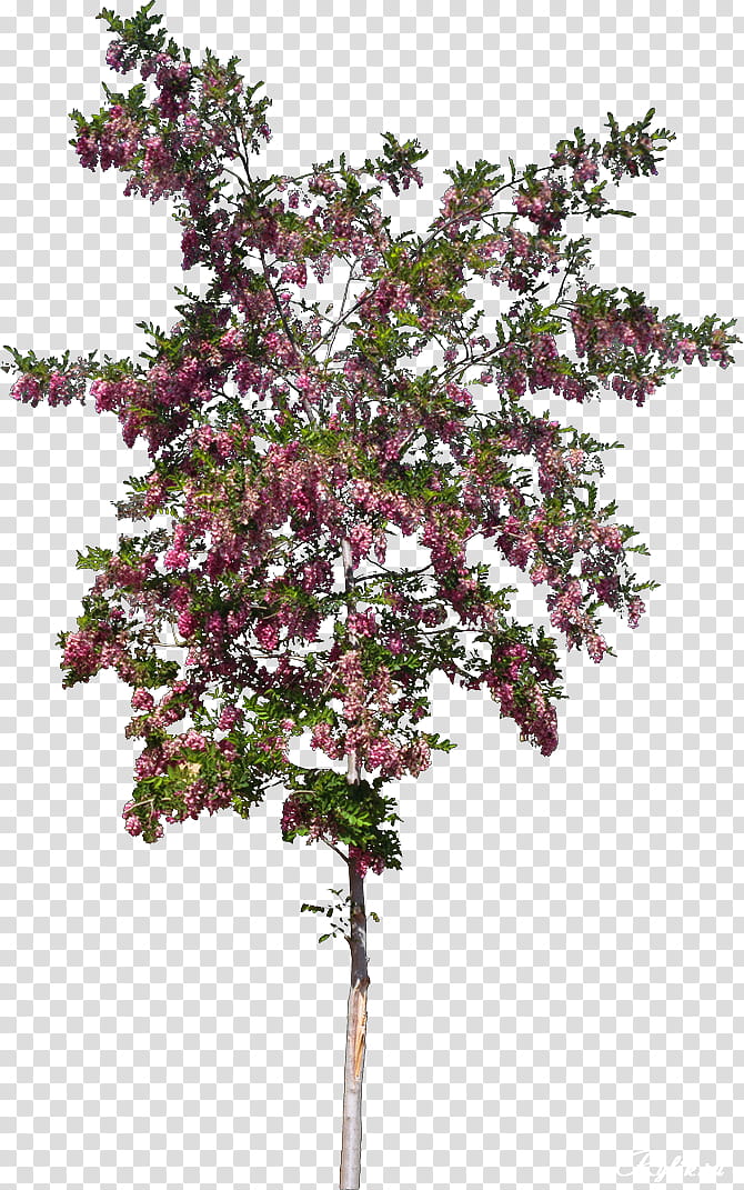 Red Tree, Shrub, Rose, Plants, Garden, Treelet, Plant Stem, Twig transparent background PNG clipart