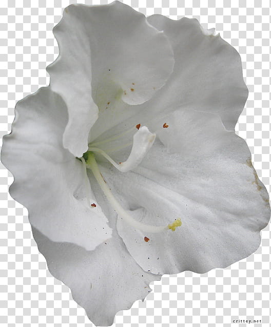 Large Flower , white-petaled flower transparent background PNG clipart