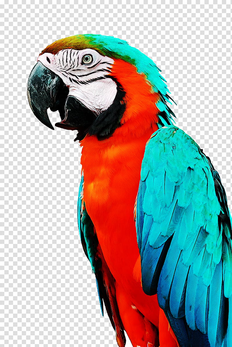 Bird Companion parrot Turquoise parrot Parrots, Parakeet, Animal, Black Crowned Crane, Grey Crowned Crane, Beak, True Parrot, Macaw transparent background PNG clipart