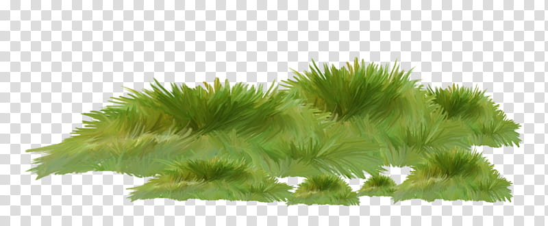 grass green plant grass family hornwort, Aquatic Plant, Nonvascular Land Plant, Moss transparent background PNG clipart