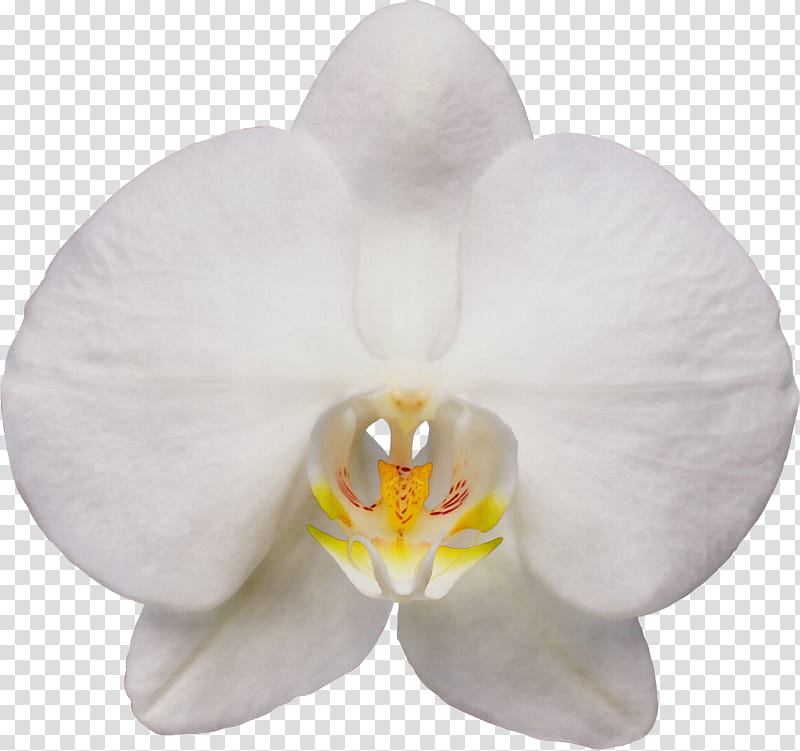 white moth orchid flower petal plant, Watercolor, Paint, Wet Ink, Phalaenopsis Sanderiana, Flowering Plant, Dendrobium transparent background PNG clipart