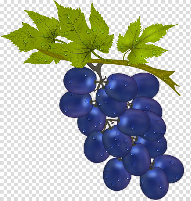 Contrasting Black Grape, purple grapes art transparent background PNG clipart