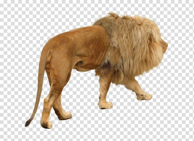 Lion Male , adult lion transparent background PNG clipart