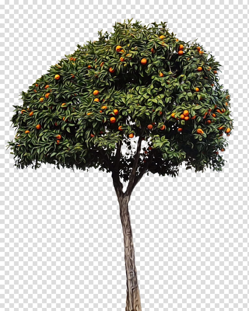 Blossom, Mandarin Orange, Fruit, Tree, Fruit Tree, Citrus Fruit, Orange Blossom, Plant transparent background PNG clipart